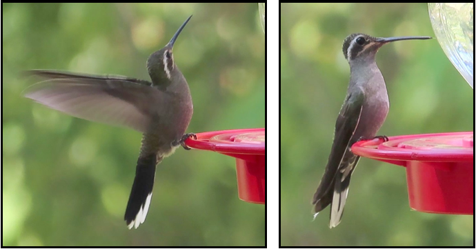 Two hummingbirds are perched on a red bird feeder.