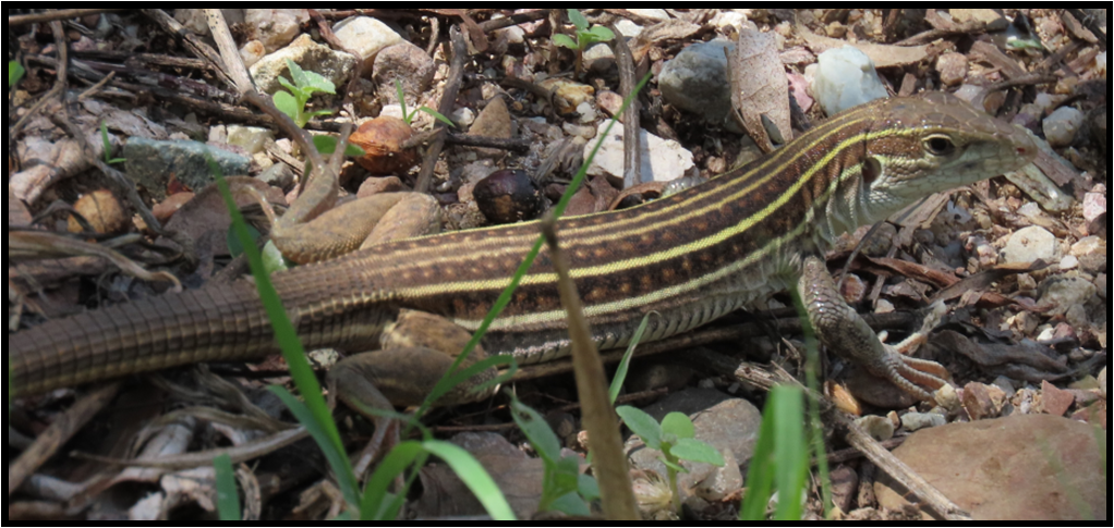 A lizard is laying on the ground in the grass