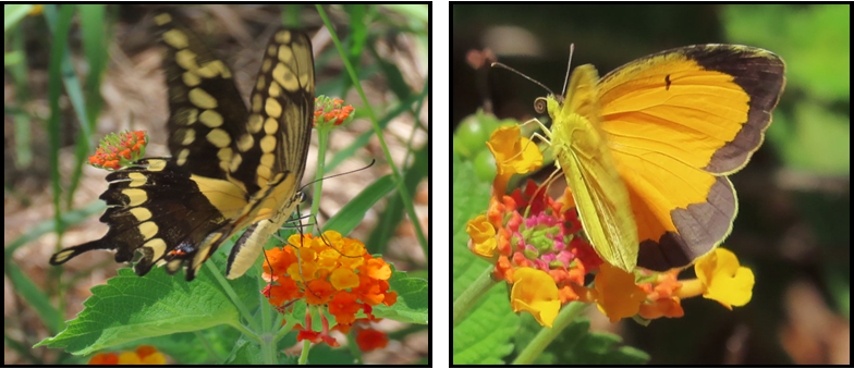 A black and yellow butterfly is sitting on a flower.