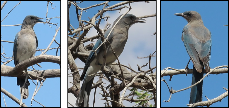 Three pictures of a bird sitting on a tree branch