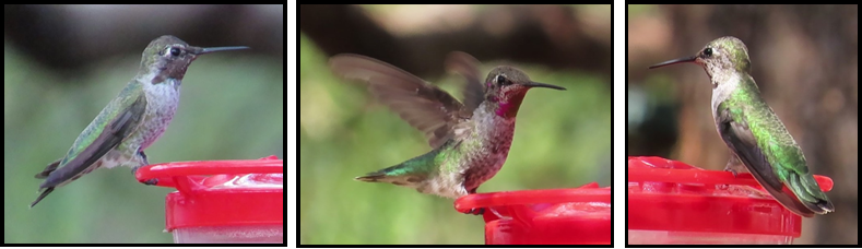 Three pictures of a hummingbird sitting on a red bird feeder.