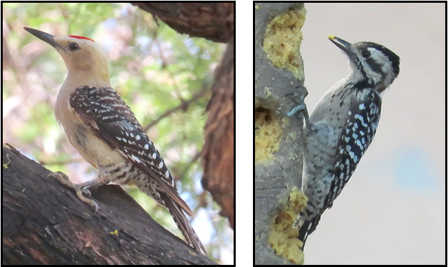 Two pictures of a woodpecker on a tree branch