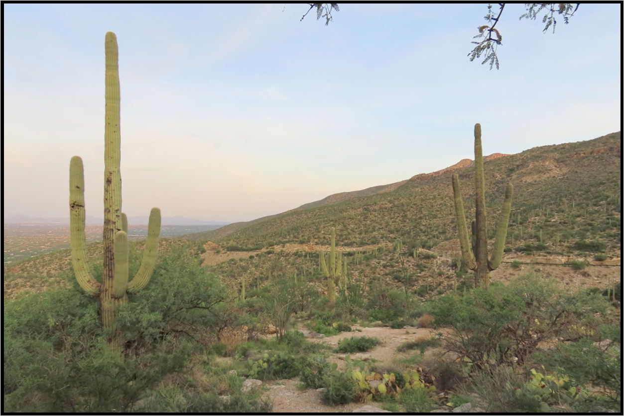 A desert landscape with saguaro cactus and mountains in the background
