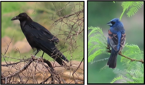 A black crow and a blue bird are perched on a tree branch.