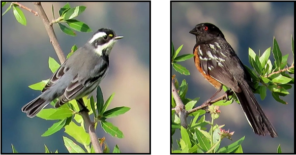 Two birds are perched on a tree branch.