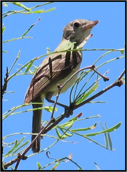 A small bird perched on a tree branch with a blue sky in the background