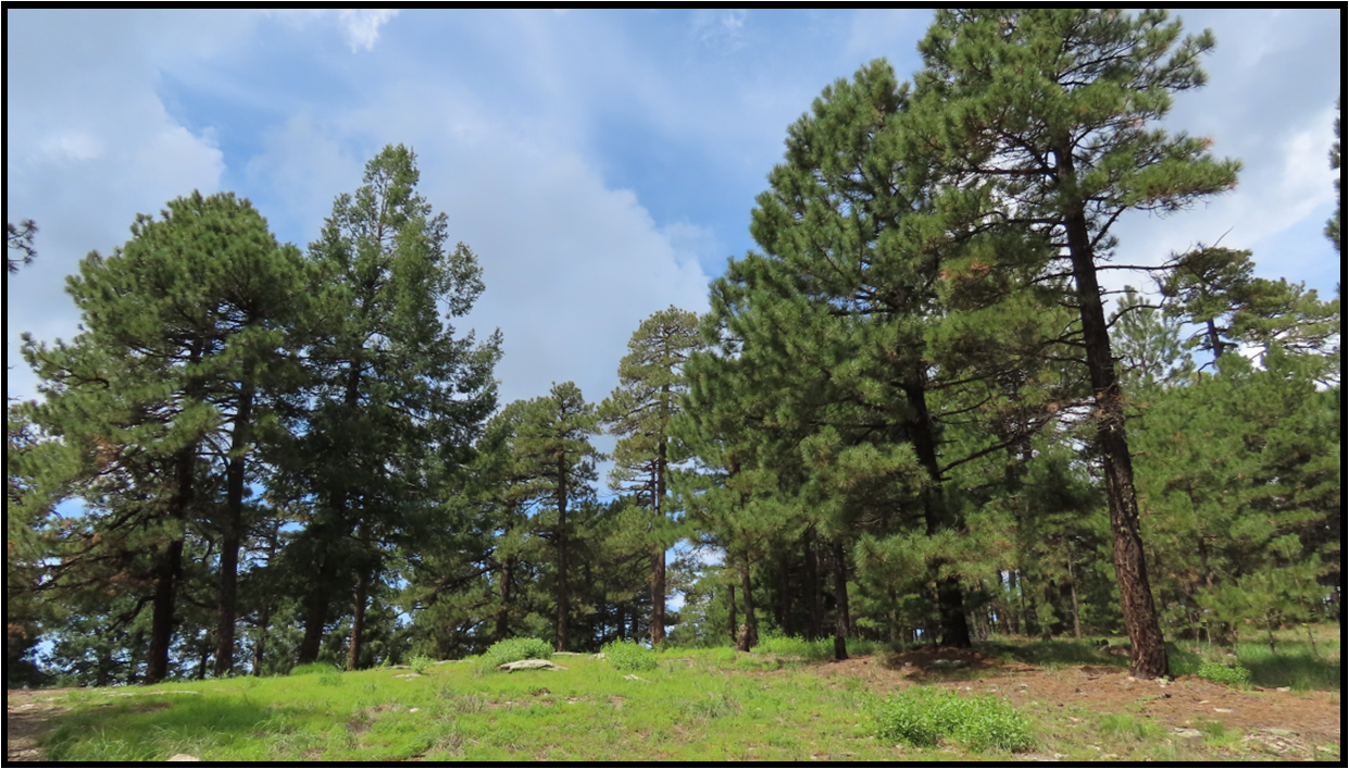 A row of trees in a field with a blue sky in the background