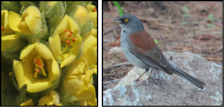 A bird is perched on a rock next to a flower.