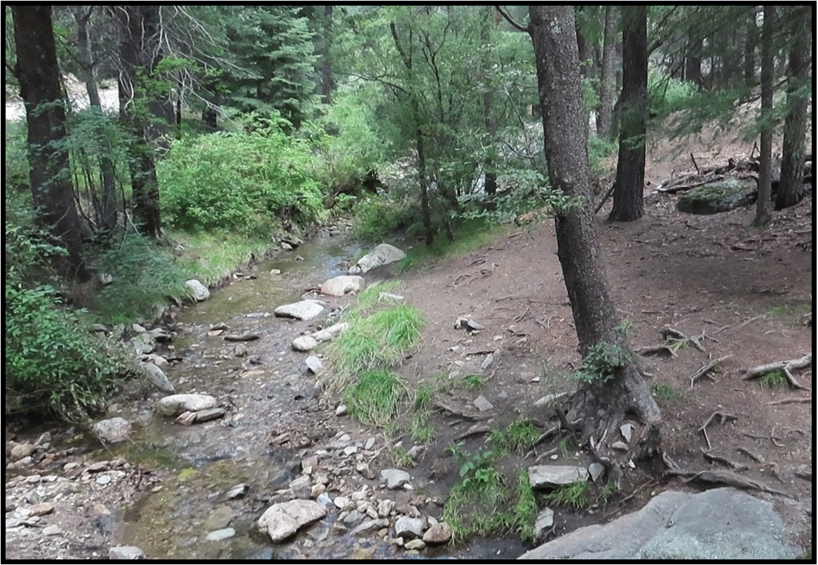 A small stream in the middle of a forest