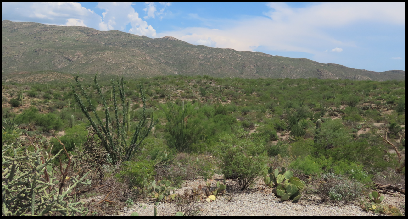 A desert landscape with mountains in the background and a cactus in the foreground.