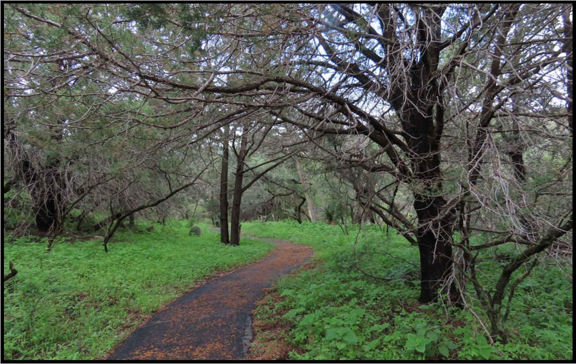 A path in the middle of a forest surrounded by trees