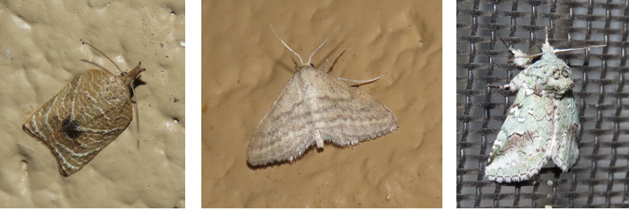 Three different types of moths are sitting on a wall.