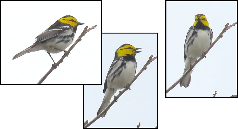 Three pictures of a bird with a yellow head sitting on a branch