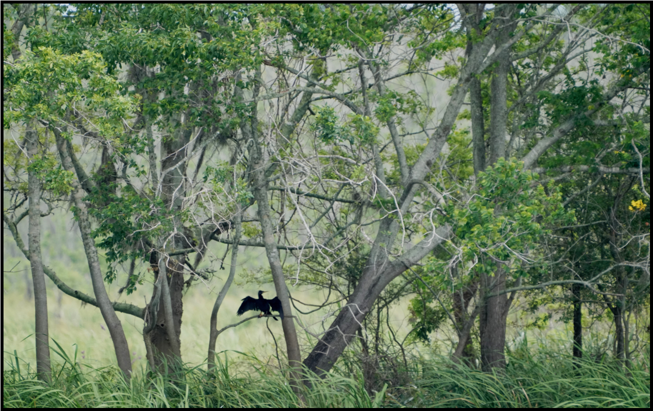 Black bird with wings spread perched in a tree surrounded by green foliage.