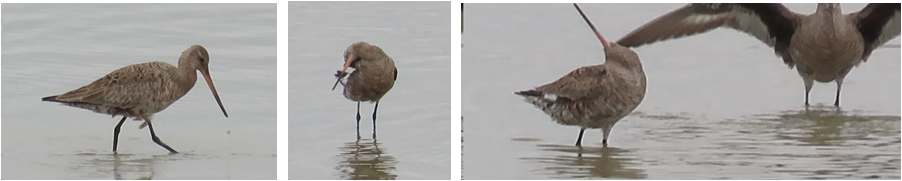 A collage of three pictures of birds standing in the water.