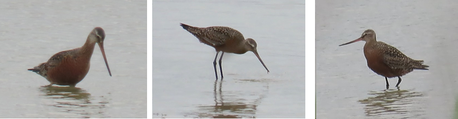 Three birds with long beaks are standing in the water.