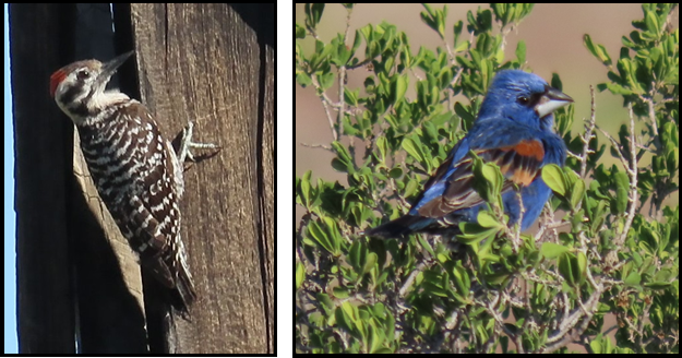 A woodpecker and a blue bird are standing next to each other