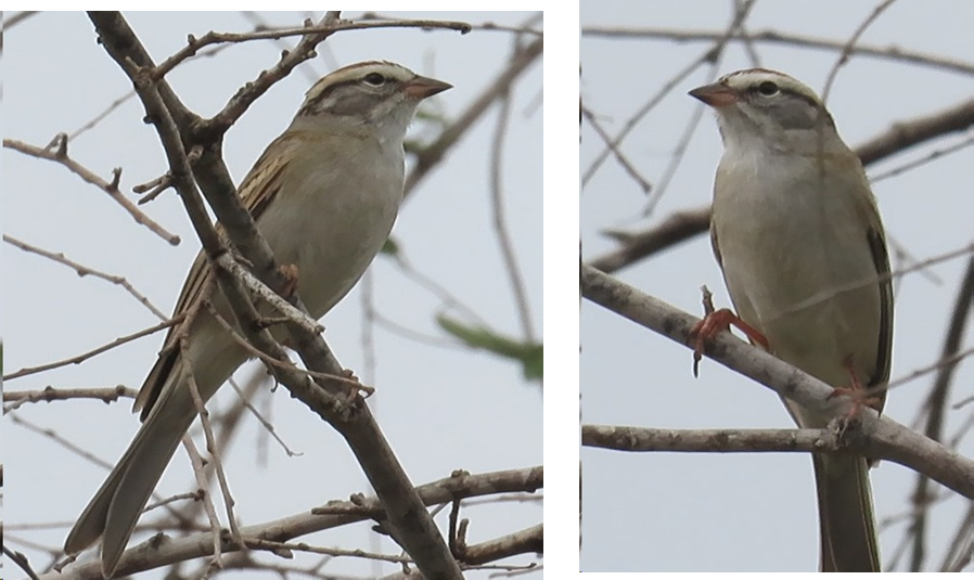 Two pictures of a bird perched on a tree branch