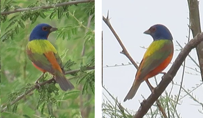 Two colorful birds are perched on a tree branch.