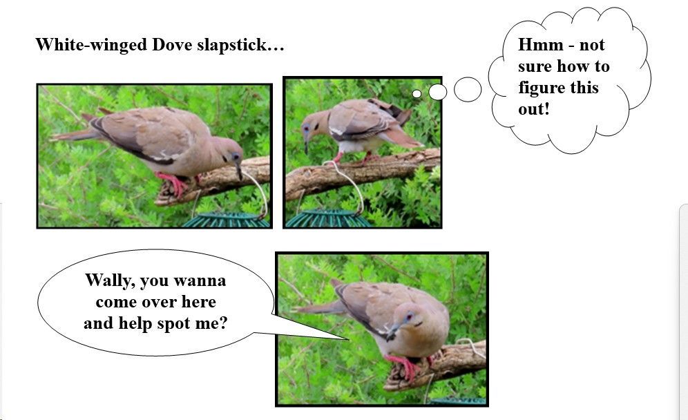 A picture of a white-winged dove with a speech bubble saying 