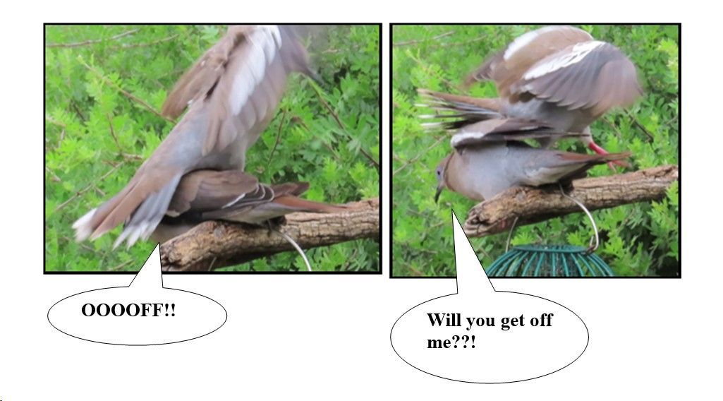 Two birds are sitting on a branch with one saying 