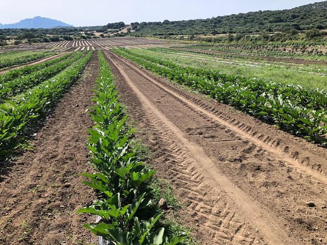 agricultural field