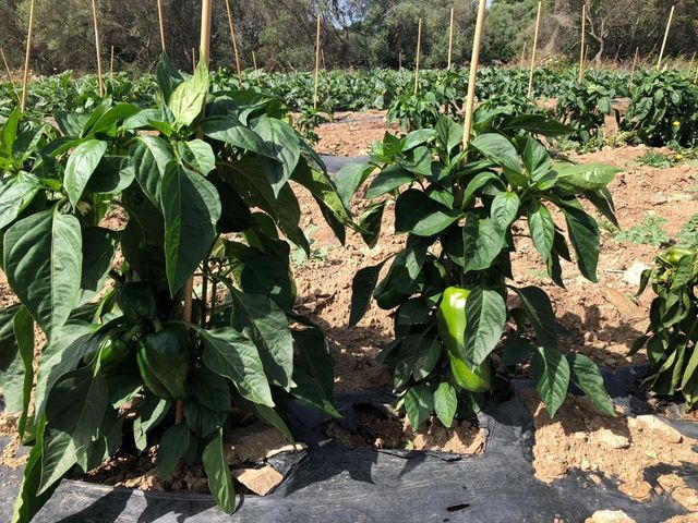 row of peppers