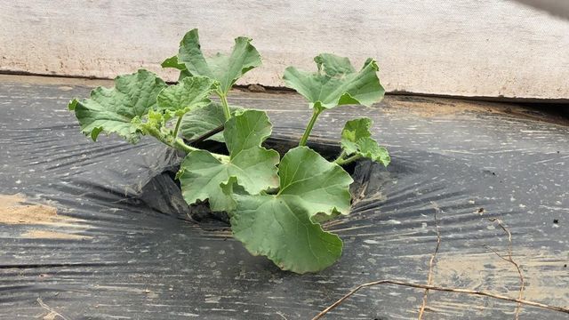 greenhouse vegetables