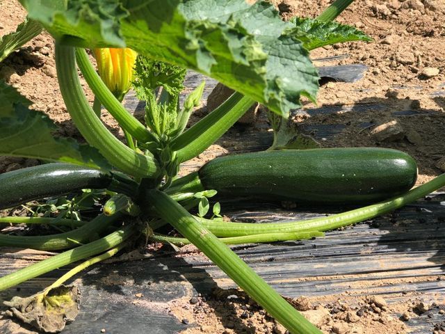 vegetables in the field