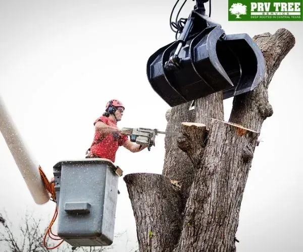 A tree care worker operating a chainsaw from a bucket truck next to a large tree trunk.