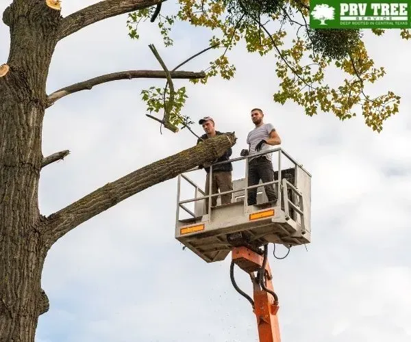 Two workers in an aerial bucket platform trimming branches from a tall tree.