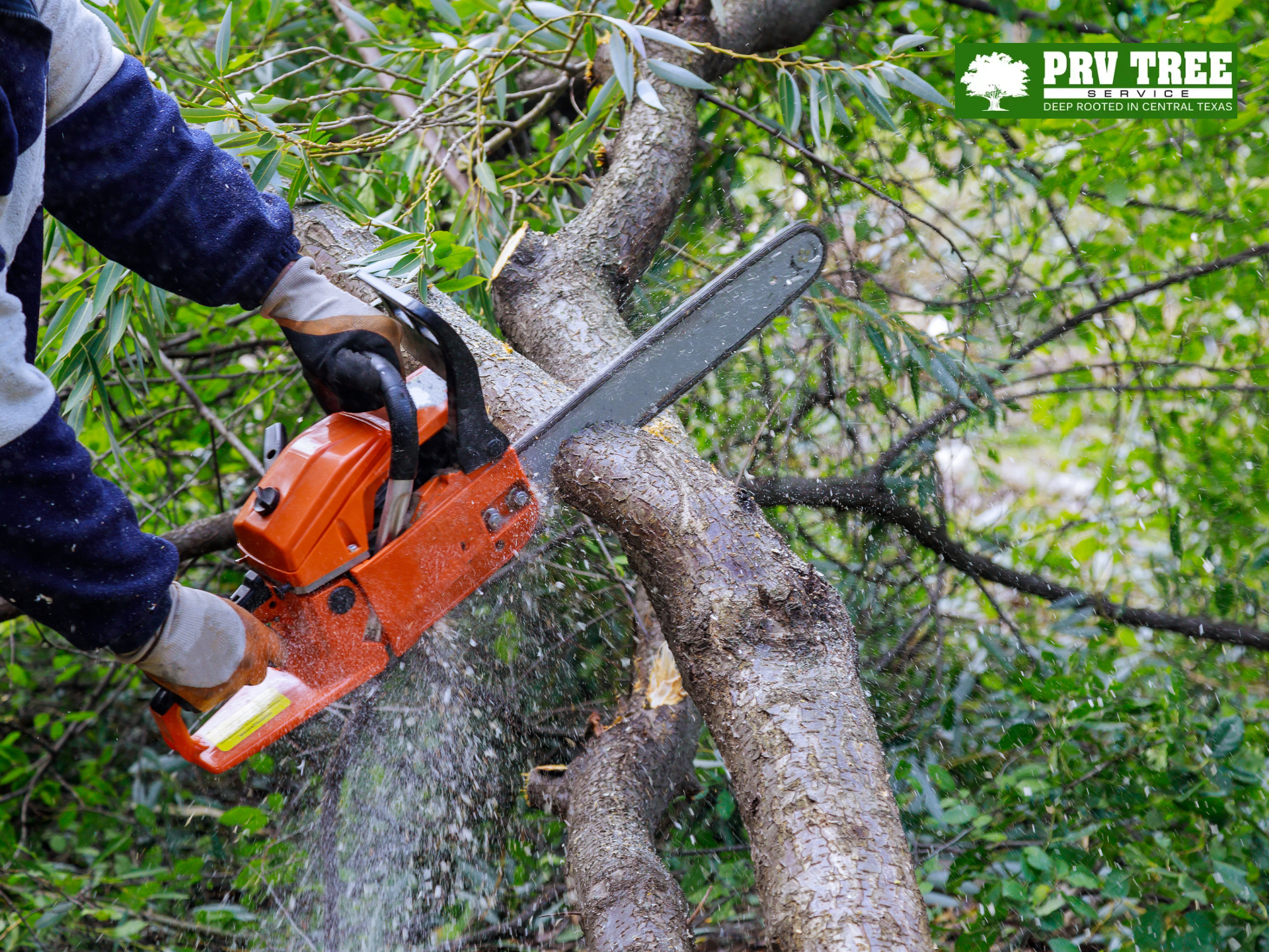 tree trimming austin