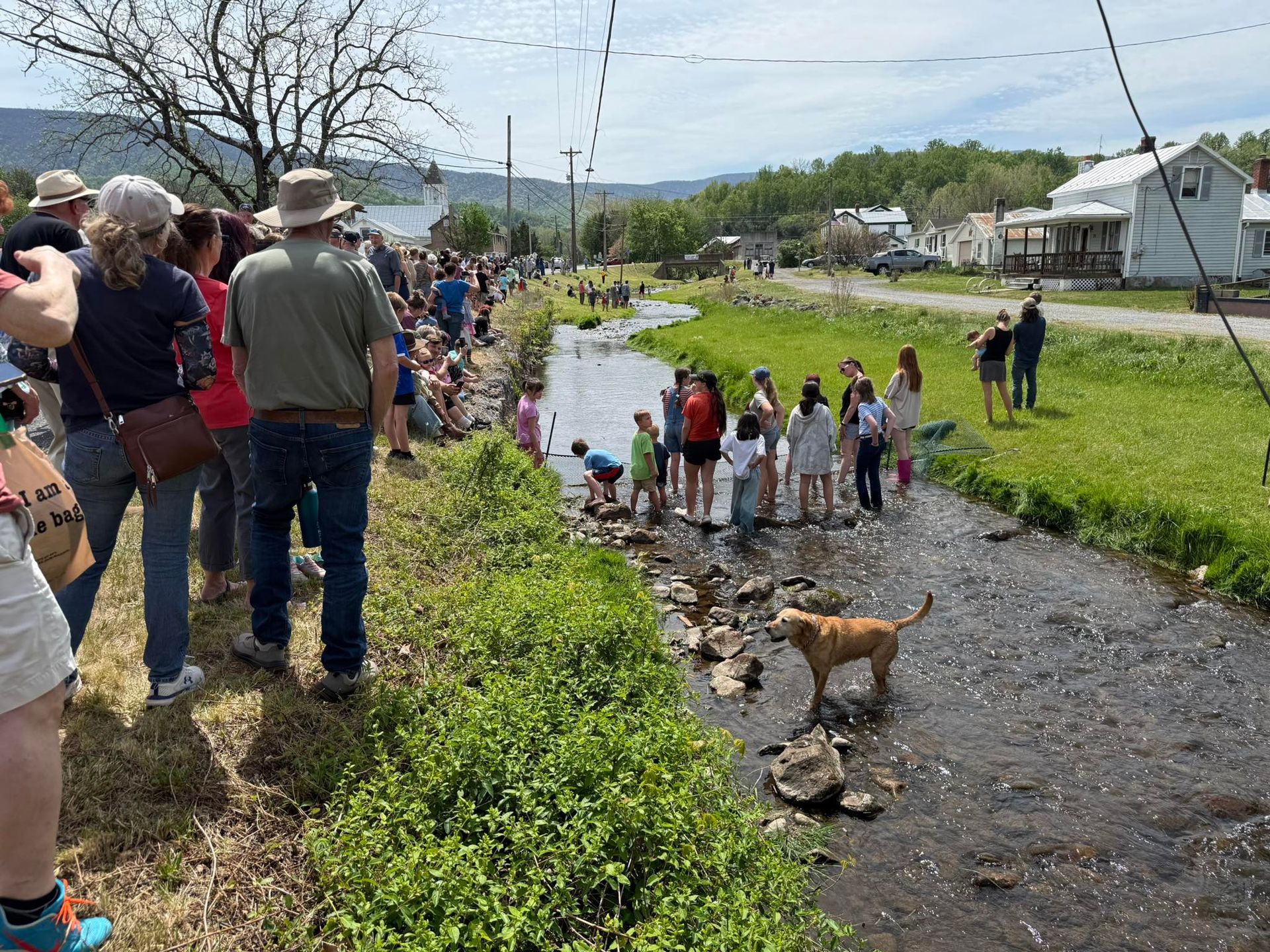 Crowd watching people and dogs wade in a shallow stream beside a grassy roadside path