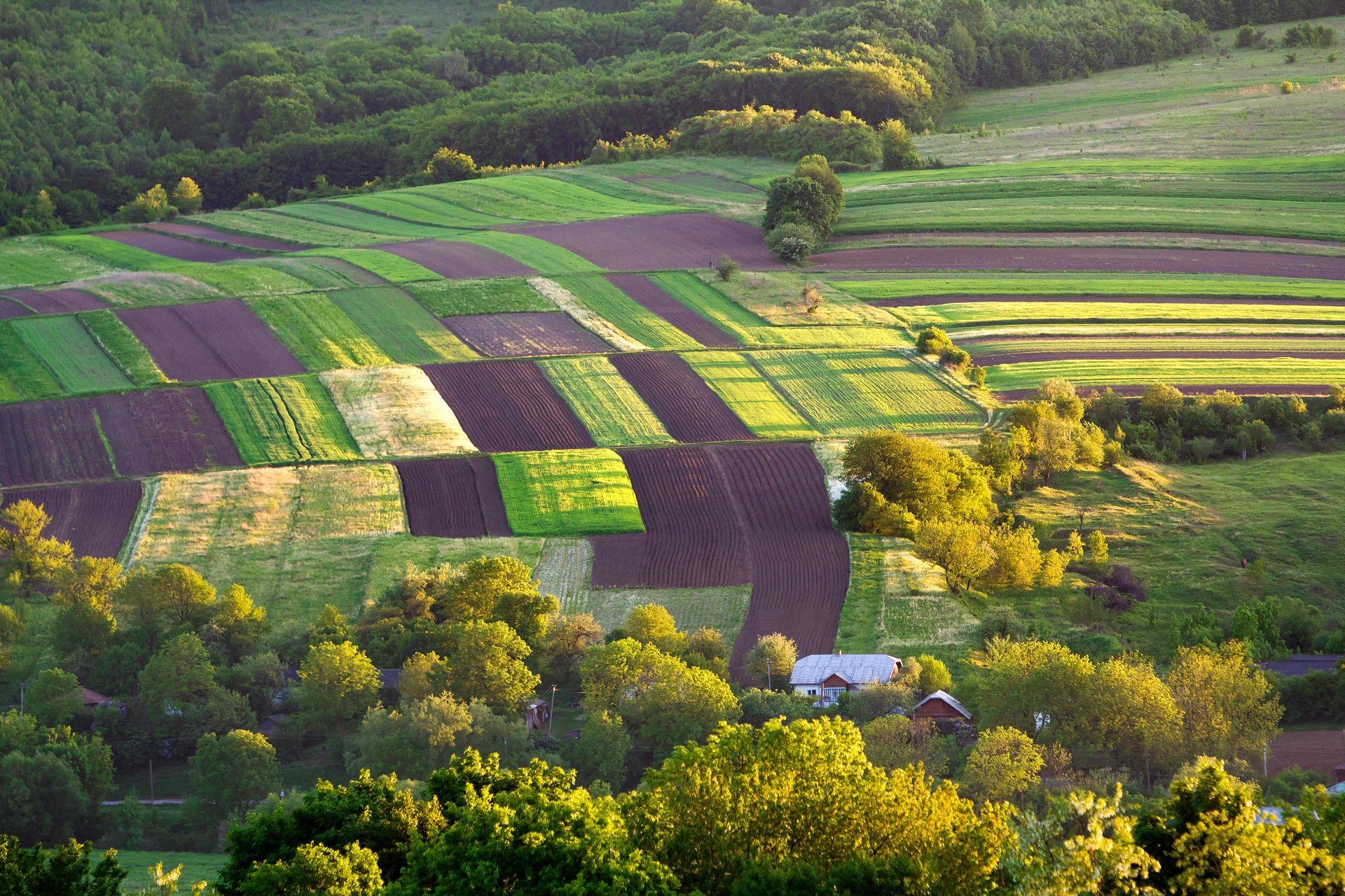 A high-angle view of a rural landscape featuring a patchwork of colorful agricultural fields and patches of forest.