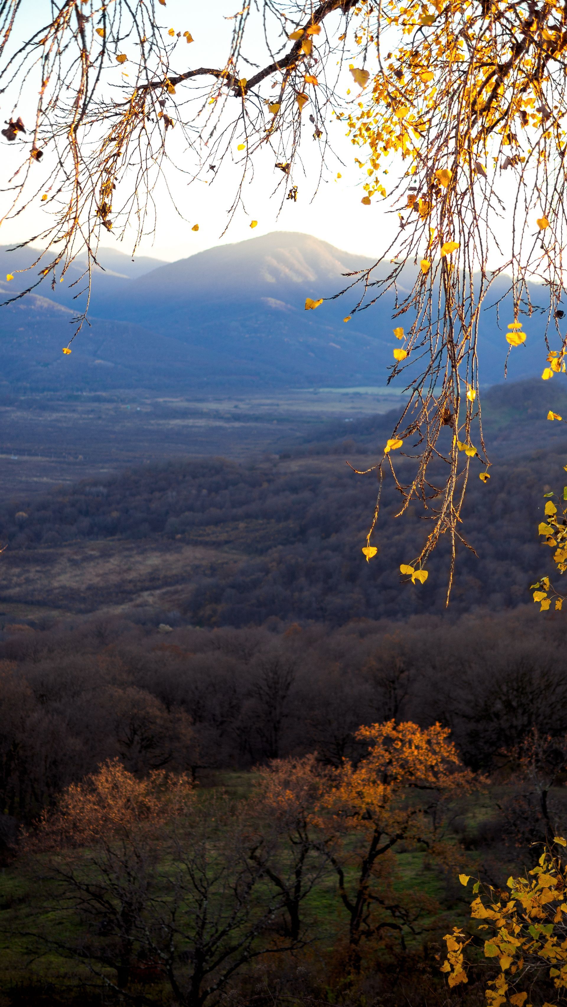 Golden autumn leaves frame a view of rolling forested hills leading to a distant, hazy mountain peak at sunset.