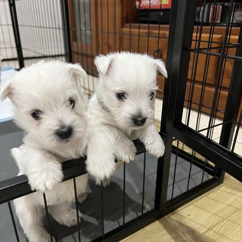 Two White Puppies In Puppy Cage — Westies of the Valley in Oak Valley, QLD