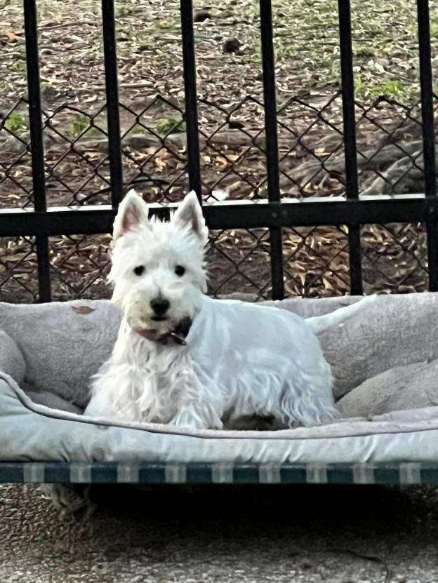 A White Dog Is Laying in A Dog Bed in Front of A Chain Link Fence — Westies of the Valley in Oak Valley, QLD