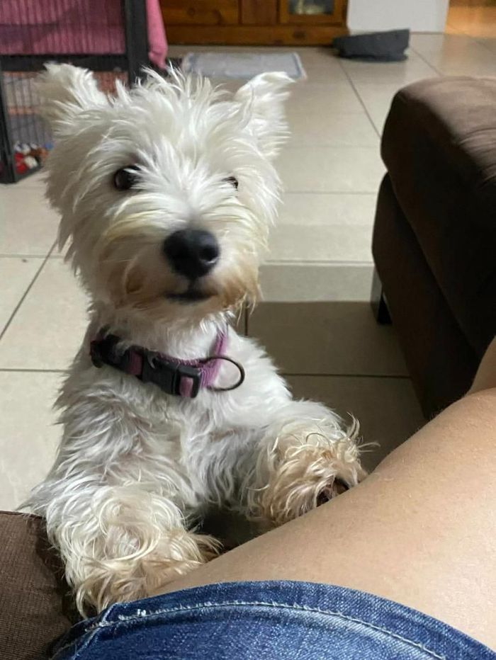 A Small White Dog Is Sitting on A Person's Lap — Westies of the Valley in Oak Valley, QLD