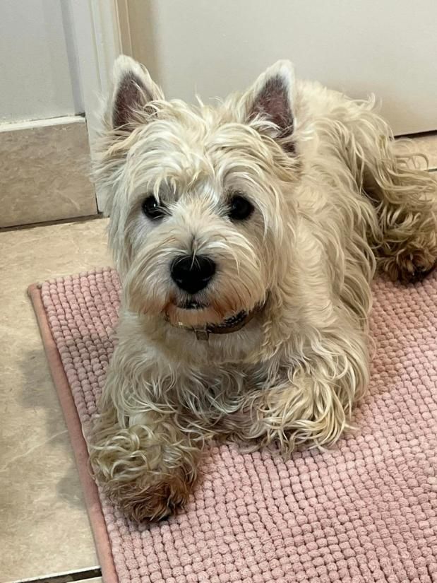 A Small White Dog Is Laying on A Pink Rug — Westies of the Valley in Oak Valley, QLD