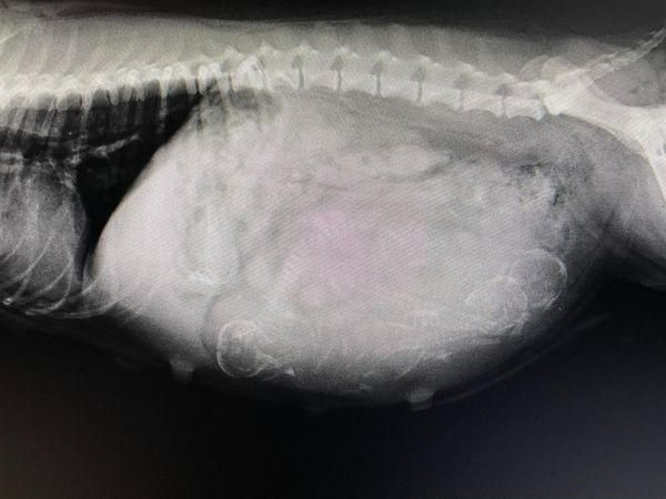 A Black and White X-Ray of A Dog's Stomach and Chest — Westies of the Valley in Oak Valley, QLD