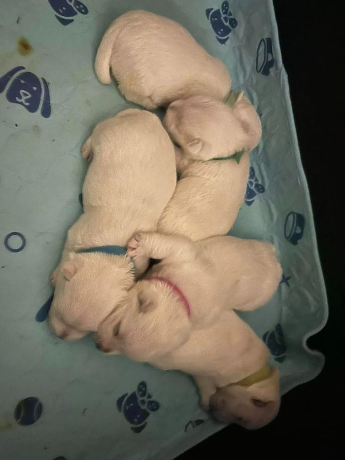 A Group of Sleeping Puppies — Westies of the Valley in Oak Valley, QLD