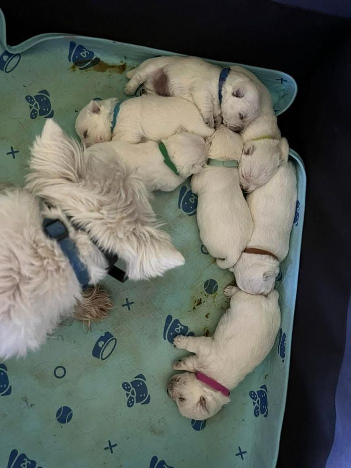 A Bunch of Puppies on A Blanket — Westies of the Valley in Oak Valley, QLD