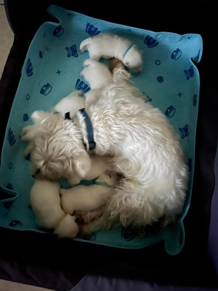 A White Dog Is Laying on A Blue Blanket with Two Puppies — Westies of the Valley in Oak Valley, QLD