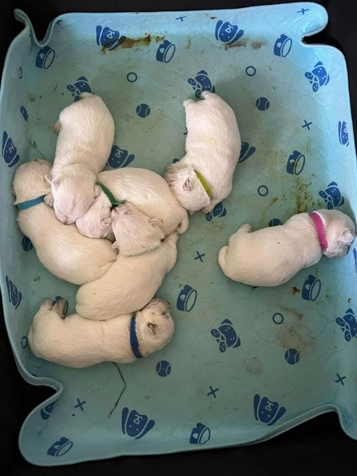 A Bunch of White Puppies Are Laying on A Blue Blanket — Westies of the Valley in Oak Valley, QLD