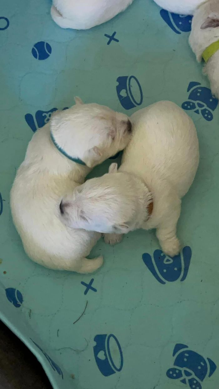 Two White Puppies Are Sleeping on A Blue Blanket — Westies of the Valley in Oak Valley, QLD