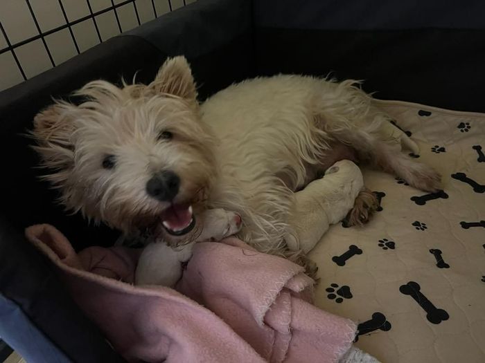 A Small White Dog Is Lying on A Blanket — Westies of the Valley in Oak Valley, QLD