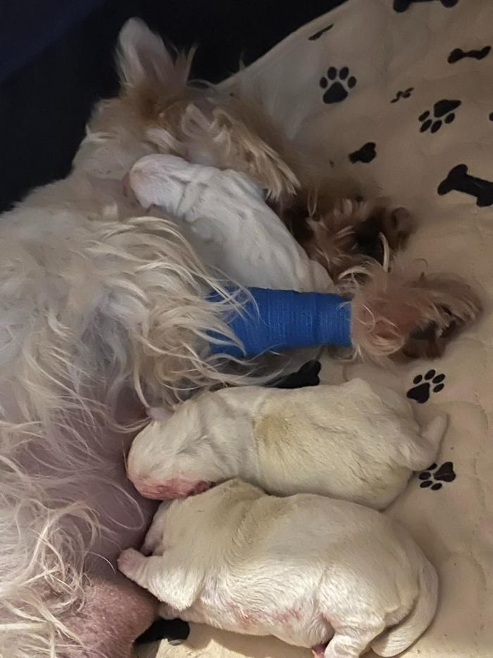 A Dog with A Bandage on Its Leg — Westies of the Valley in Oak Valley, QLD