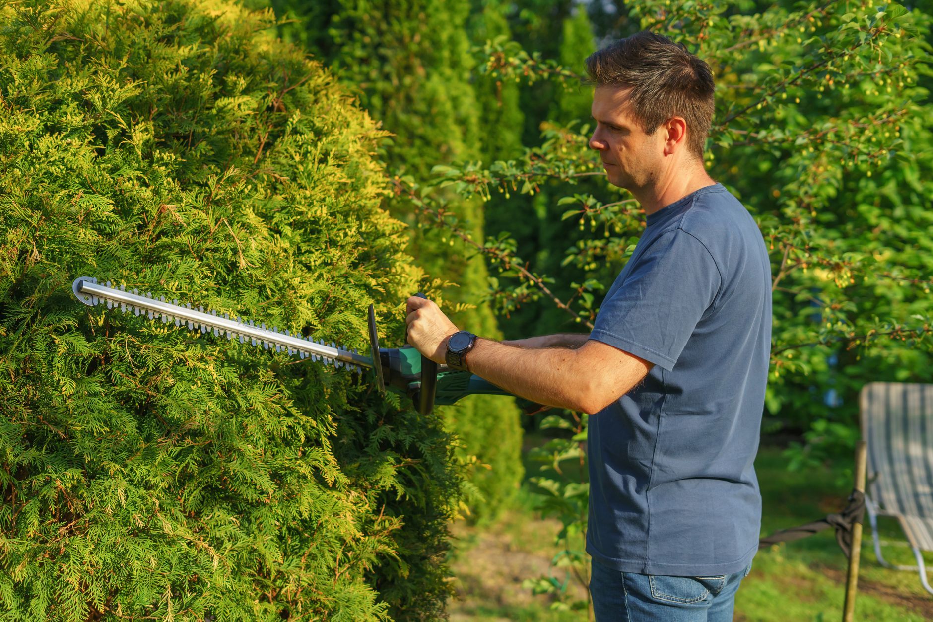 Man trimming a green hedge with electric hedge clippers in a sunny garden