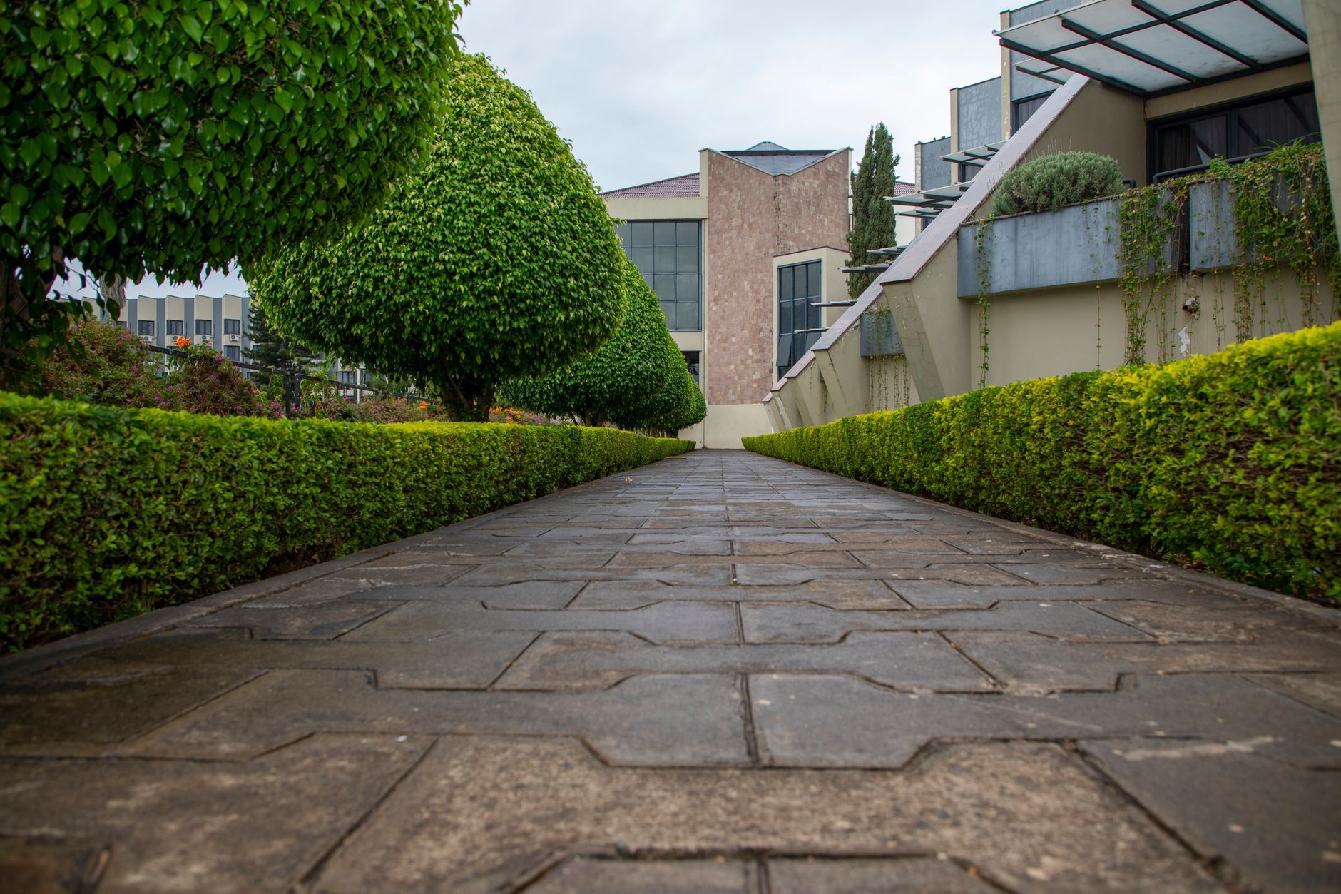 Stone walkway between trimmed hedges leading to a brick building courtyard
