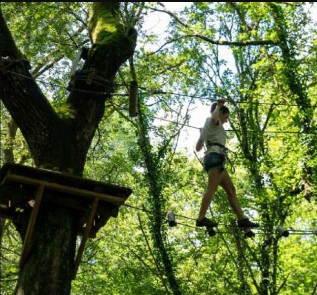 hoog in bomen